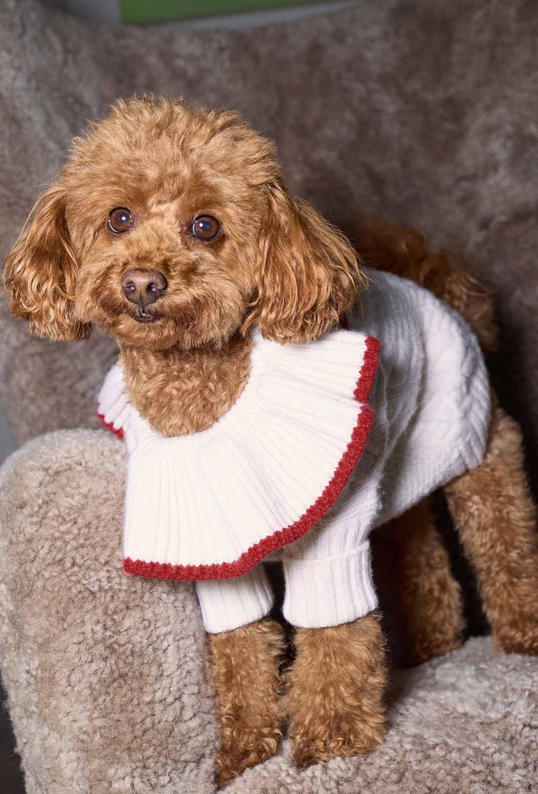 Shrimps x Reformation Chip Regenerative Wool Dog Jumper - Arctic